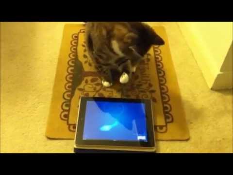 Mishka the cat and her iPad obsession