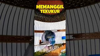 Download lagu Suara Tekukur Betina Memanggil Jantan ‼️ mp3