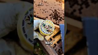 Download lagu bagaimana jika ratu lebah mati? #lebah mp3