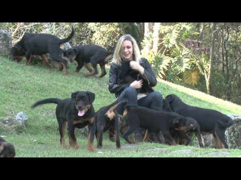 PROGRAMA PET TV - 01 - RAÇA ROTTWEILER