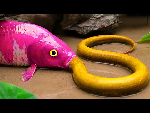STOP MOTION ASMR - Hot And Cold Carp Couple Swallow Eel - Primitive Cooking - Coco