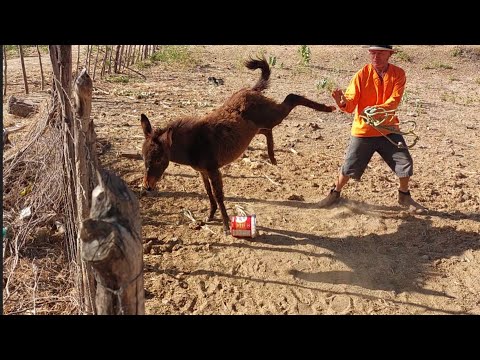 Bastidores  !! O burro José deu coice em Seu Mané  !!