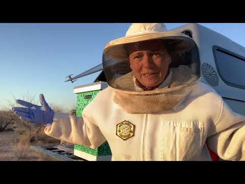 A Hive Shaming: When good girls go bad - Africanized Honeybees in Southern Arizona