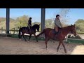 Gelding sBs Belgian Warmblood For sale 2018 Bay