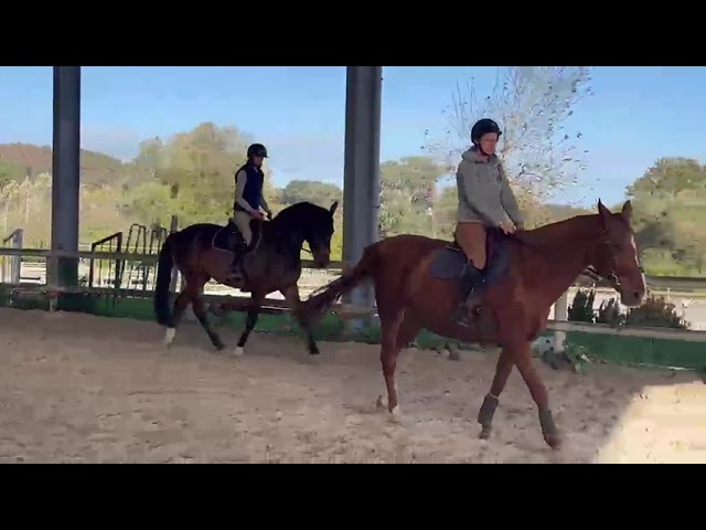 Gelding sBs Belgian Warmblood For sale 2018 Bay