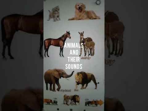 Animal sounds
