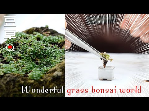 園芸 アレンズユキノシタ、モスユキノシタ