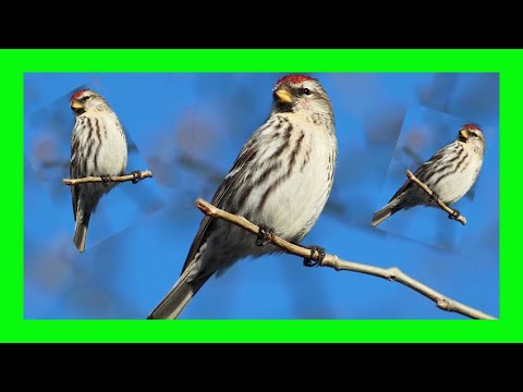 Common Redpoll Bird Song, Call, Sound, Voice, Chirping - Pardillo Sizerín Canto - Acanthis Flammea