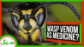 The Antibacterial Benefits of Wasp Venom