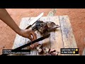 LA RECETTE BIO DES FEUILLES DE BAOBAB QU'IL TE FAUT!AVEC UNE RECETTE BONUS???? |BAOBAB LEAVES