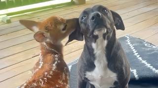 The Most Polite Dog Encounters with Baby Animals 🤣 Funniest Animals Video