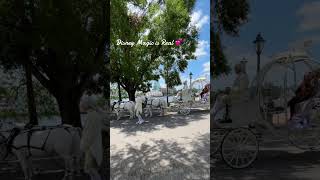 Cinderella’s Carriage | Disney Magic at Its Finest