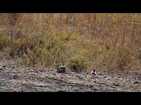 Djuma: Blacksmith Lapwing and chick - 06/29/19