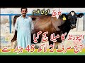 Baloch Dairy Farm | imported cows | Australian Friesian cows | Jani Best | 18 May 2024