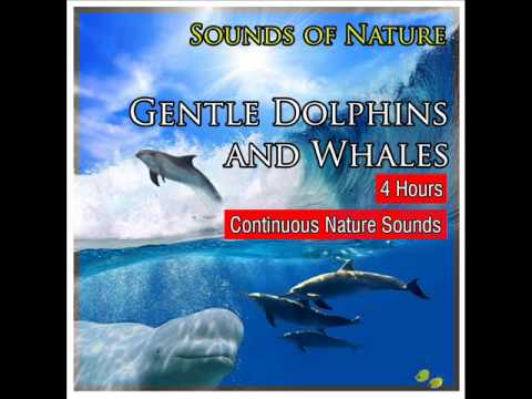 Sounds of the Sea with Gentle Dolphins and Whales