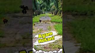 Download lagu NEKAT Masuk Hutan Sawit Ini, Malah Diserang Puluhan Ayam Hutan! 😱 #ayamhutan #hutansawit mp3