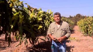 Introduction to Pitahaya Production How To's