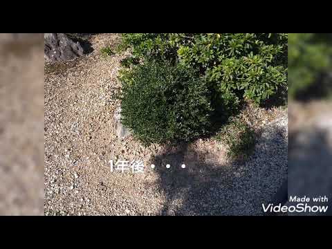 ツゲの木の穿孔者: 自然の逆襲! トピックス