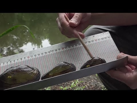 Life+ Untere March-Auen – Gesamtfilm