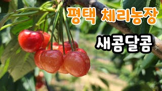 새콤달콤 체리