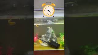 Bộ đàm liên lạc cầm tay Jbl BL-IP68 chống nước tự dò tần số