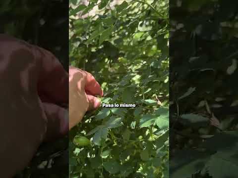 ¿Rosa Mosqueta en las sierras Comechingones? Si, en Los Molles, San Luis, encontramos una planta.