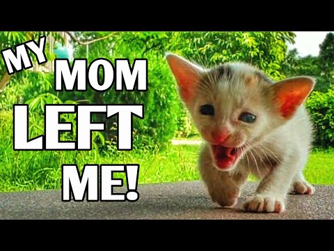 Baby Kitten Who Have Lost His Mother
