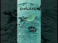 Kodaikala Katre Pannir Pushpangal Whatsapp Status