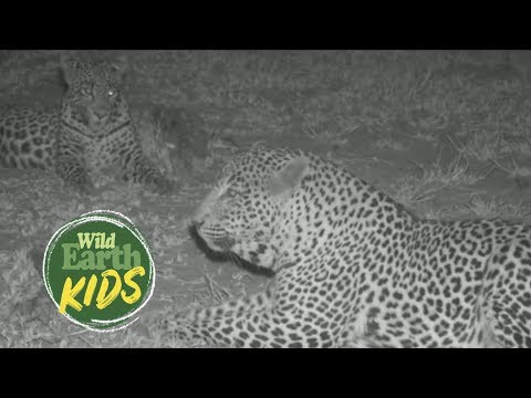 Father and Daughter Leopards, Tingana and Tlalamba, Greet Each Other