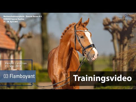 Special Auction Reesink Horses Training Lot 3 Flamboyant Hengst v. Fürst Jazz - Contango