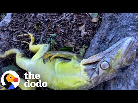 Woman Finds Frozen Iguana in Her Backyard and Rethinks What "Invasive" Means | The Dodo