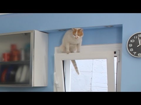 Cat Invades Kitchen