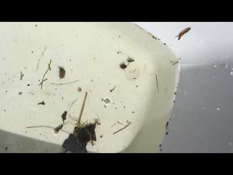 Water Boatmen And Backswimmers