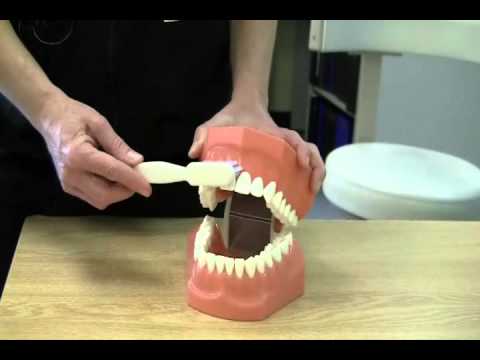 brushing teeth method tooth bass brush modified techniques never were way taught dental oral mamabee