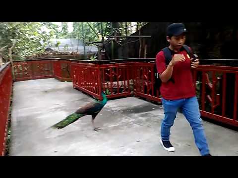 Lucu, Dikejar Burung Merak