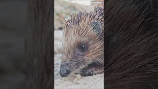 Download lagu France #travel #explore #france #wildlife #tours #animals #adventure #trending #digidi #2026 #shorts mp3