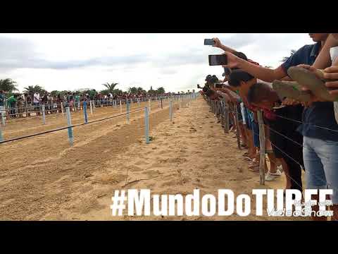 Corridas de Cavalo Em Quixabeira-Ba 04-11-2017 ( 2° Páreo Classificatório ) .