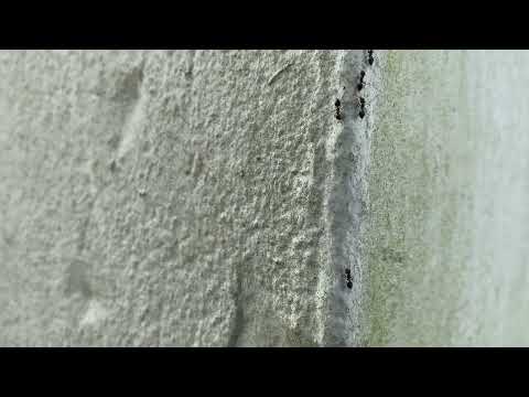 Ants Trailing Far to Infest Home in Pennington, NJ