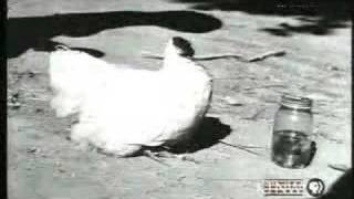 Re: [新聞] 響尾蛇遭斬首 斷頭「自殘」狠咬身體 詭異