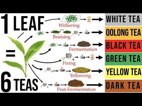 Tea Processing Explained in Full: How Raw Tea Leaves are Transformed into the 6 Major Tea Types