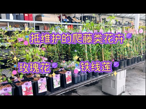 爬藤類