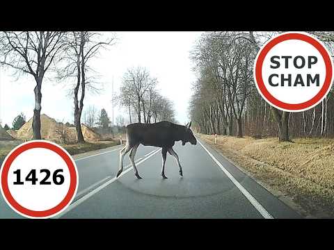 Stop Cham #1426 - Niebezpieczne i chamskie sytuacje na drogach