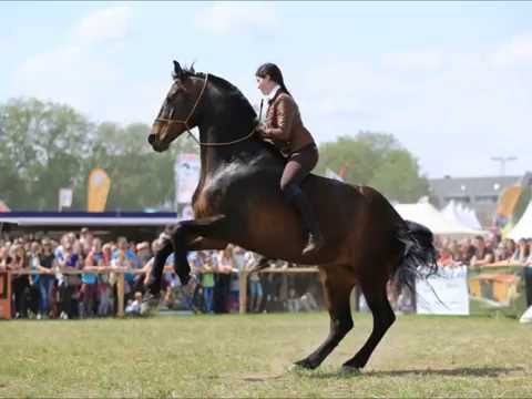 Equitana Open Air 2016 Show Cup Talina Lorei & Akuna Matata