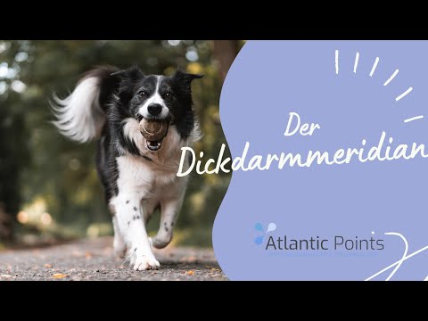 Der Dickdarmmeridian des Hundes