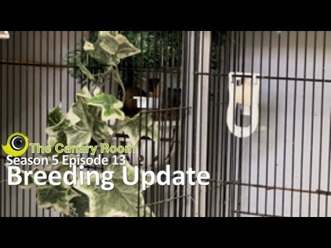 The Canary Room Season 5 Episode 13 - Plans for the final round