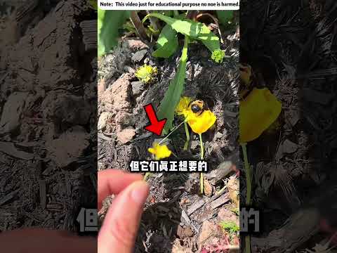 大黃蜂停在皮膚上，不是蜇人而是舔汗液鹽分