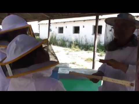 , title : '3 - Curs de apicultura pentru cei mici - Furtisagul, fenomenul care duce la distrugerea unei stupine'