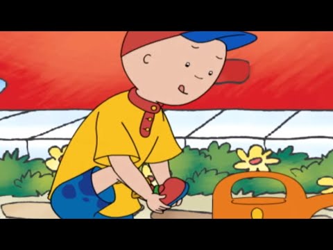 Caillou Gets Wet | Caillou | Cartoons for Kids | WildBrain - Caillou & Cartoons