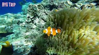 preview picture of video 'Wonderful Indonesia,  Snorkling at California Reef - Togian Island, Sulawesi (BYG Trip)'