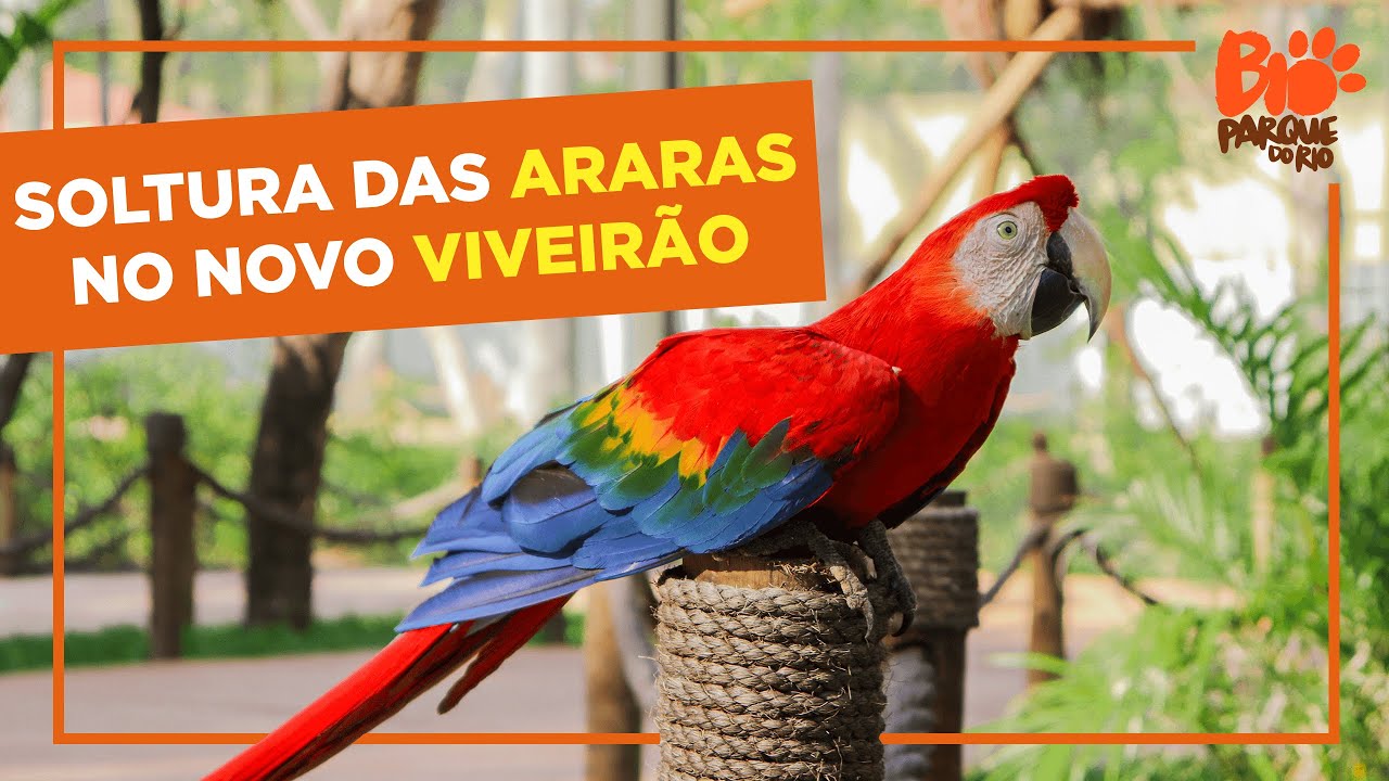 SOLTURA das ARARAS no novo VIVEIRÃO  | BioParque do Rio
